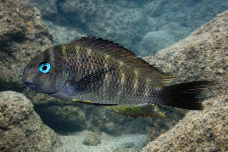 Tropheus sp. 'crescentic' Kasimia